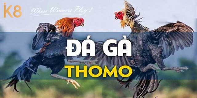 Đá gà thomo